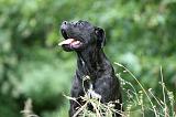 CANE CORSO 1152